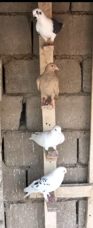 حمام دشش وارافل