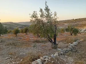 Mixed Use . 1 donum . Landlord2