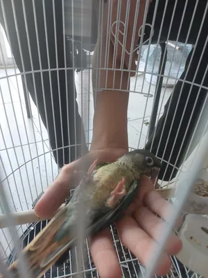 Parrots1