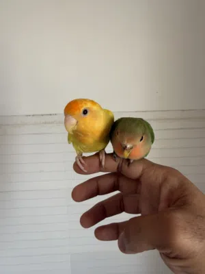 للبيع روز أليفات