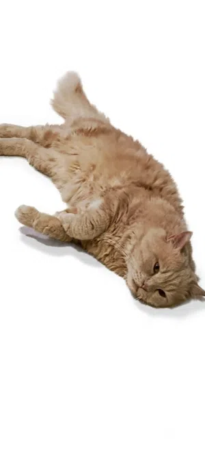 شيرازي ومعقم