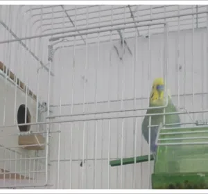 جوز طيور حب للبدل ع كوكتيل ذكر