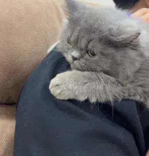 قط شيرازي ذكر عمره 4 شهور