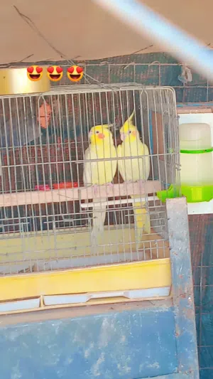 طيور بغبغاء