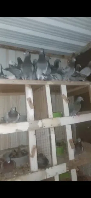 حمام زاجل ازرق شذري