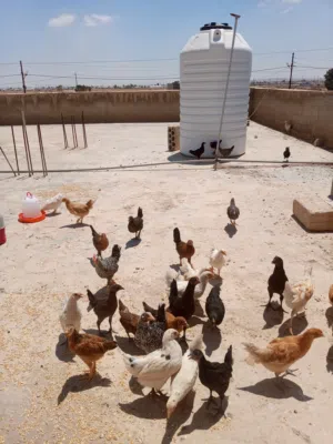 45 فرخة العمر 3 شهور و نص