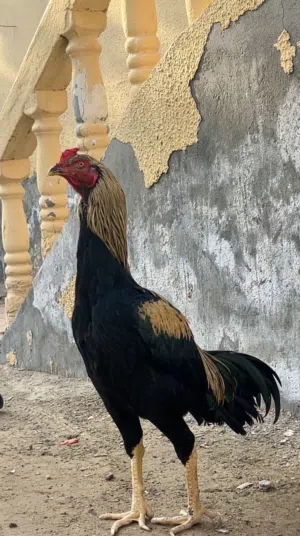 Aseel rooster jawa
