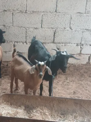 عنز مهجنة عالكردي تنية اولها ميلاد تحتها جدي كردي لون الله يبارك