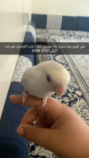 روز ابيضّ للبيع مدرب حط سعرك وشيل