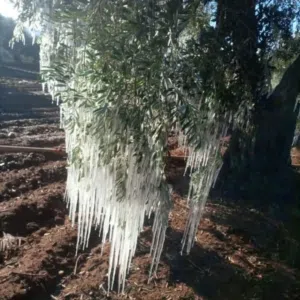 عبد السلام 
