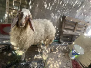 سلام عليكم طلي فحل حميداني البيع