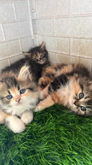 سنور انثي ذكر صغير