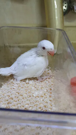 فرخ بيبي متوه البينو عس اليف صحه ونظافه مع كامل اغراضه التواصل هنا او وتساب