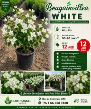 Bougainvillea White – Elegant White Flowering Plant  50-60 cm Height  6L Pot