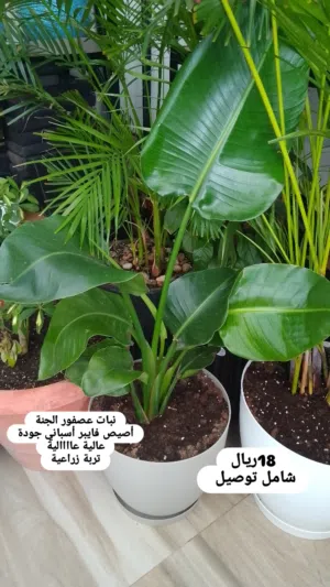 توصيل مجاني في موسم الصيف للنباتات والاصايص