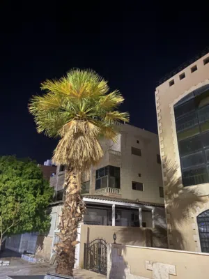 شقه مفروشه
