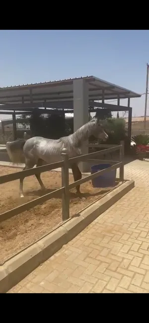 ‏خيل‏4