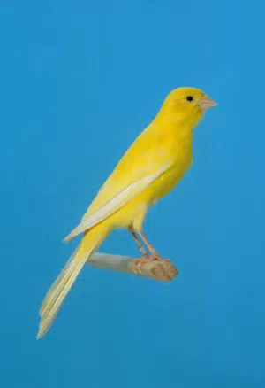 مطلوب عصفير كنار