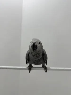 كاكسو عمر 4 اشهر