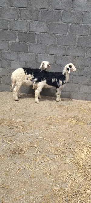 للبيع ذبائح عمانيه سمان للذبح أو التربيه  حلال سمين ونظيف وأموره طيبه