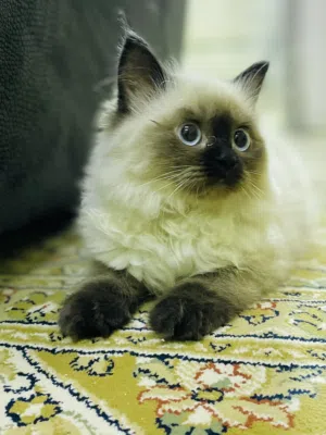 Ragdoll kittens and Adult pair
