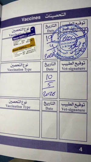 كلبه مالينوا