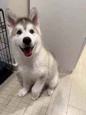 Alaskan Malamute