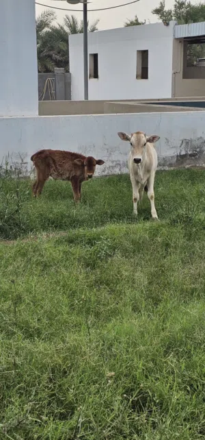 عجلة عمانية