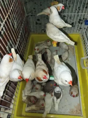 زيبرا ماشاء الله 6 اجواز ع دحي