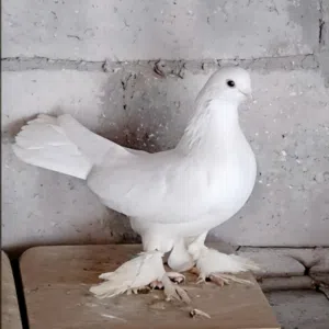 محمد بن عبدالله 