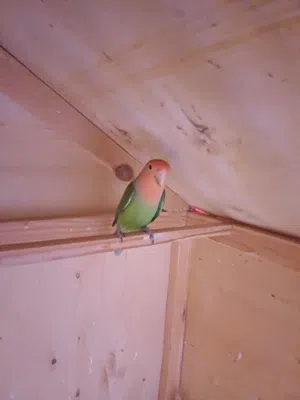 كوبيا روز ربي يبارك