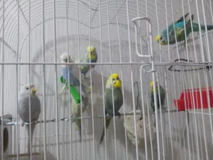 طيور حب امايات