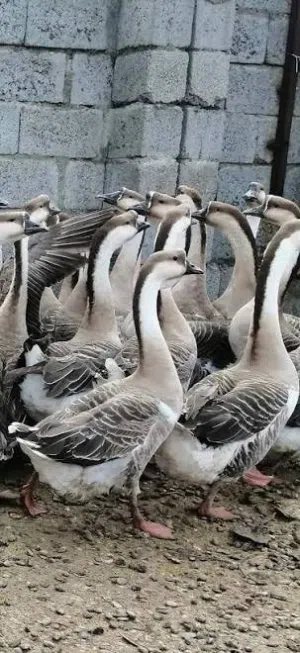 بيض وز بلغاري وتولوز