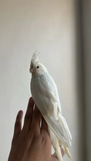 للبيع كروان البينو الأبيض فلل ربوه مافي عض نهائي شرط ..................... .................