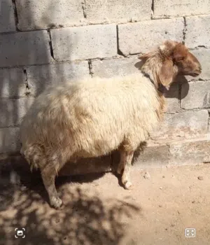 عقائق ذبائح نذر غنم بلدي سن نظيف الموقع سحاب