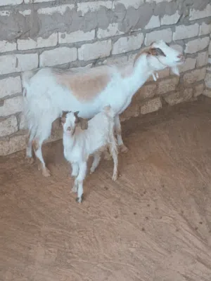 عنز سنها اول جمع  تحتها جدي الله يبارك
