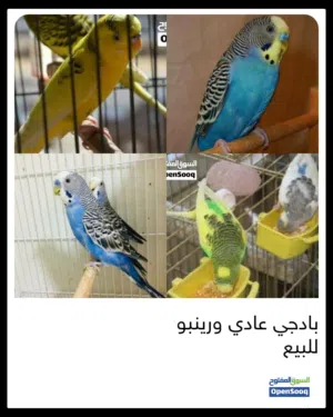 مطلوب بادجي معى الفراخ او منتج