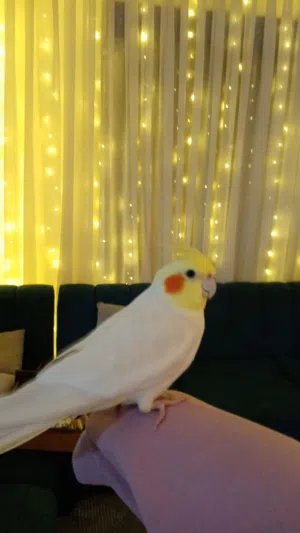 ببغاء كوكتيل لاتينو ذكر حجم كبير