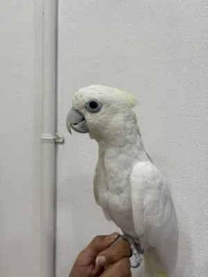 للبيع كوكاتو  مع جميع مستلزماته