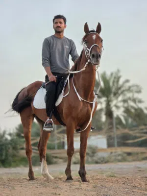 مخصى للبيع  ارتفاع وافي ركوب ذين