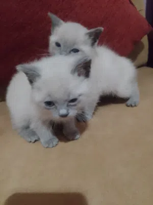 couple siamois race pure