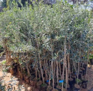 مشتل الاشجار المثمر بي جميع انواعها ونبتات الزينه
