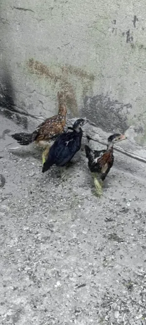 السلام عليكم دجاج حاراتي للبيع فراريج العمر اربعه اشهر سعرهن 60 السراي يطبلي خاص