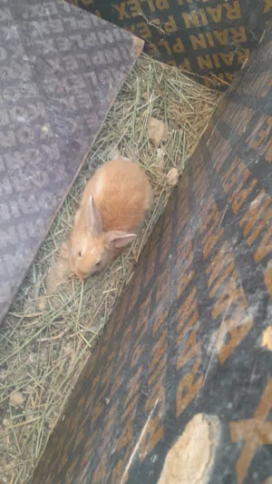 ارانب للبيع