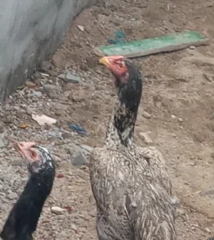 متاح دجاجات هنديات سوده ورصاصيه
