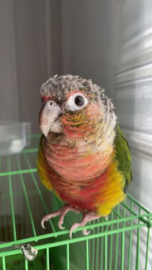 كنيور قرين جيك