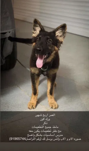 ورك باين جيرمين