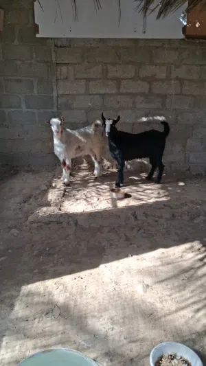 للبيع يداع 2 العنر 9 اشهر الحلال طيب وسمين وفول ااحلال طيب وخالي من جميع العذارب