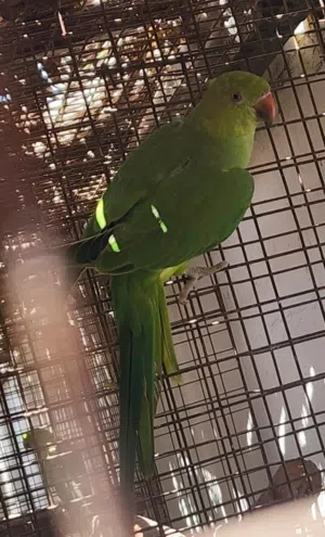 بغبغاء دره