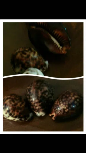 قواقع رخام جبلي ايطالي نادر